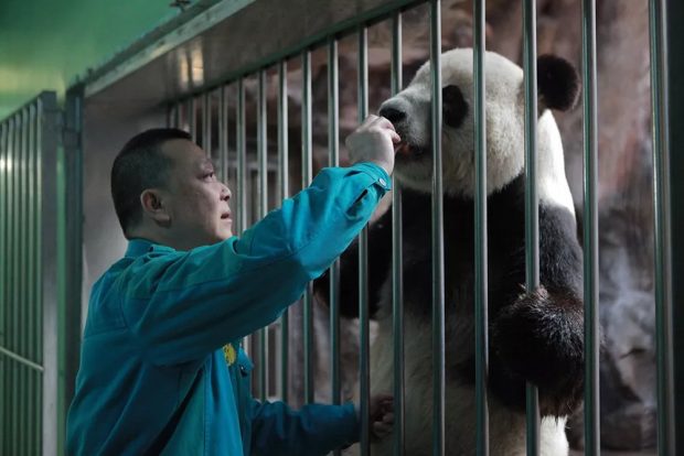 Ma Tao feeds the panda. (Photo: Beijing Role Model)