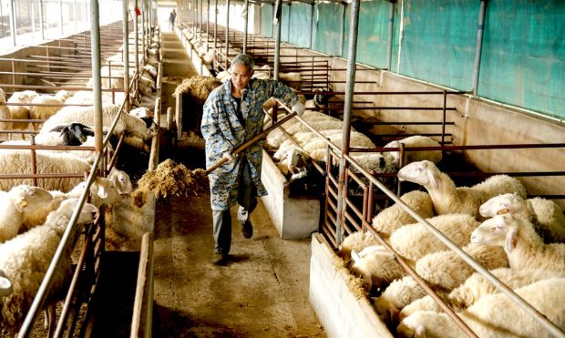A farmer who was once impoverished feeds sheep in Yefushan town of Lujiang county, eastern China’s Anhui province, March 4, 2019. Thanks to the employment efforts made by the government, he is able to work in his hometown. (Photo by Zuo Xuechang, People’s Daily Online)