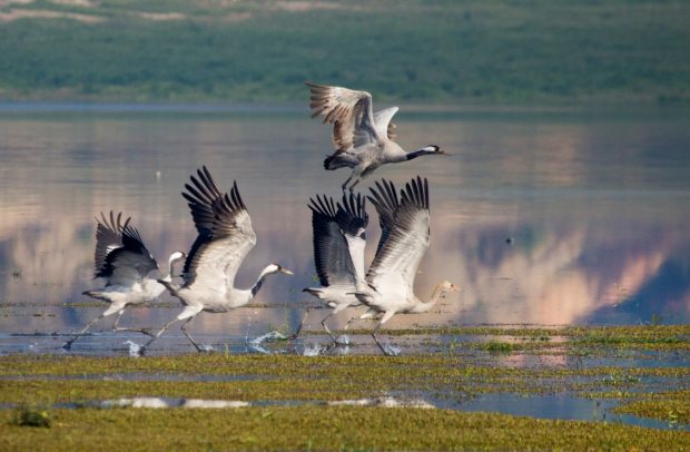On November 27, 2018, grey cranes are preparing to fly in Duchang Wetland, Poyang Lake, Jiangxi Province. Photo: Fu Jianbin, People’s Daily Online 