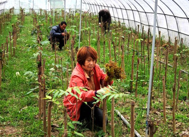 Zhang Baozhen, a farmer in Lujiang county, east China’s Anhui province, harvests Chinese toon in her greenhouse on April 10, 2019. Zhang reaps a bumper harvest from about 0.27 hectares of Chinese toon fields, earning nearly 80,000 yuan this year. Photo: People’s Daily Online