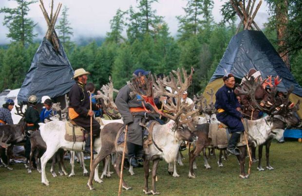 The number of reindeer in Mongolia has been steadily growing in recent years (Montsame)