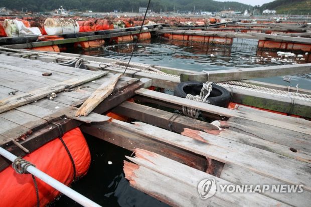 A damaged fish farm by Typhoon Lingling (Yonhap)