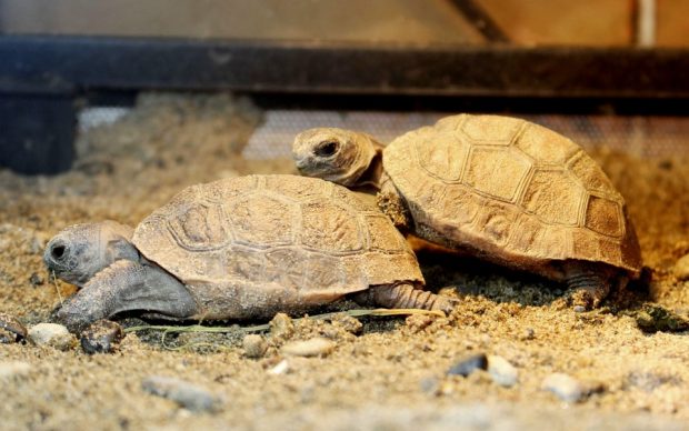 Some of the Aldabra hatchlings on display at the zoo (Kyodo)