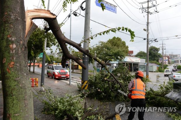 Rescue workers remove a tree that split due to strong winds caused by Typhoon Lingling in Hongseong, 150 kilometers southwest of Seoul, on Sept. 7, 2019. (Yonhap)