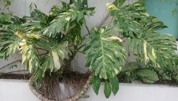 Monstera plant, one of the plant varieties urban gardeners are buying and selling at inflated prices in Manila. Copyright: Mokkie (CC BY-SA 3.0).
