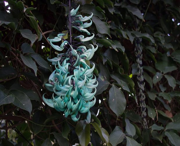 Jade vine. Image credit: Rhododendrites (CC BY-SA 4.0).