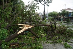 trees fell on a street in Danang City. Photo by Dantri