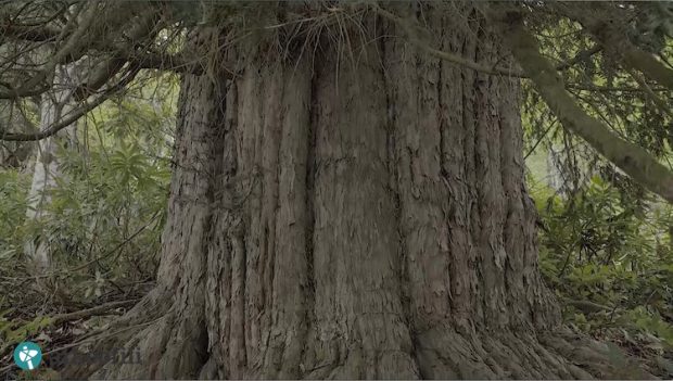 Turkey's oldest tree was discovered in 2016 