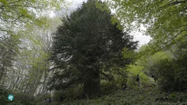 Yew tree (Taxus baccata) found in Zonguldak and dated to the Bronze Age.