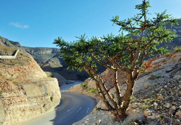 Omani collecting from a frankincense tree (Oman News Agency)