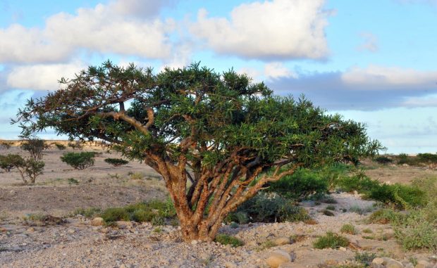 Omani collecting from a frankincense tree (Oman News Agency)