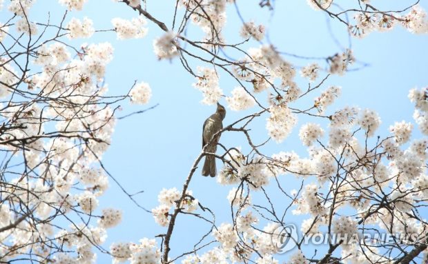 A bird sits on a branch of a cherry blossom tree in Daegu, about 300 kilometers southeast of Seoul, on March 25, 2021. (Yonhap)