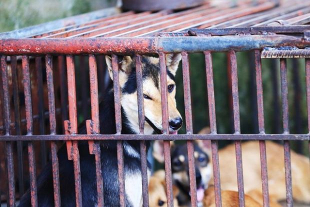 Dogs kept in a cage at a dog meat restaurant in Vietnam