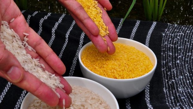 Golden rice grains compared to white rice. Copyright: International Rice Research Institute, (CC BY 2.0). This image has been cropped.
