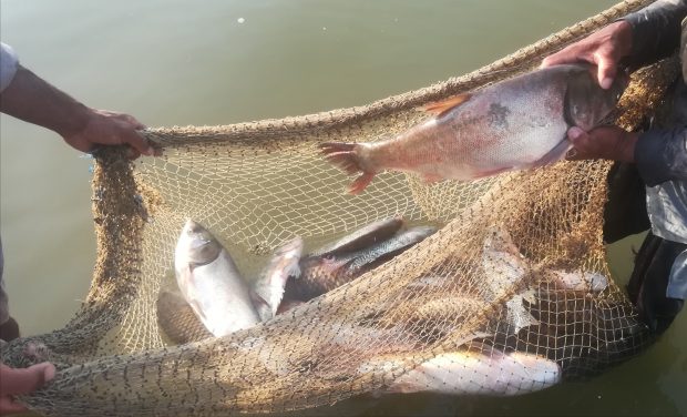 Gorano Reservoir fish catch