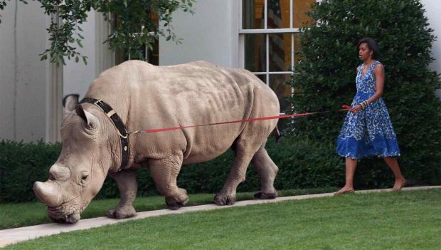 A fake picture of FOrmeer First Lady with a rhino at the WHite House. The picture was published in several newspapers 