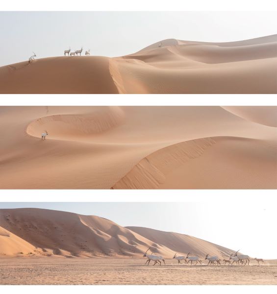 An artwork consisting of 3 panoramic pictures, as if each picture tells a story. From the beginning, we can notice the oryx in a herd of varying ages, knowing that the weight of an adult one may reach 250 kilograms. As for the middle, we can notice its loftiness and the beauty of its white color amidst the golden sand. Up high, we see the Arabian Oryx’s ability to climb sand dunes, no matter how high they are .