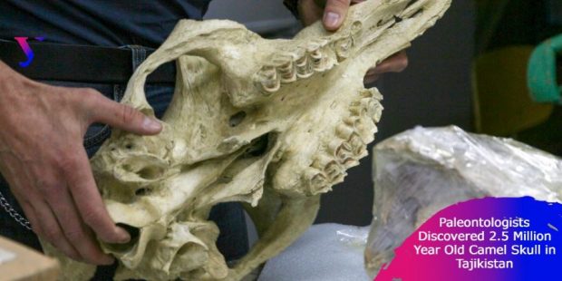 The camel skull (Ural Federal University)