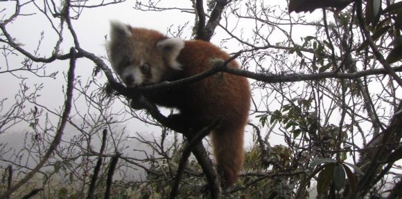 Local people in eastern Nepal take initiative to preserve red pandas